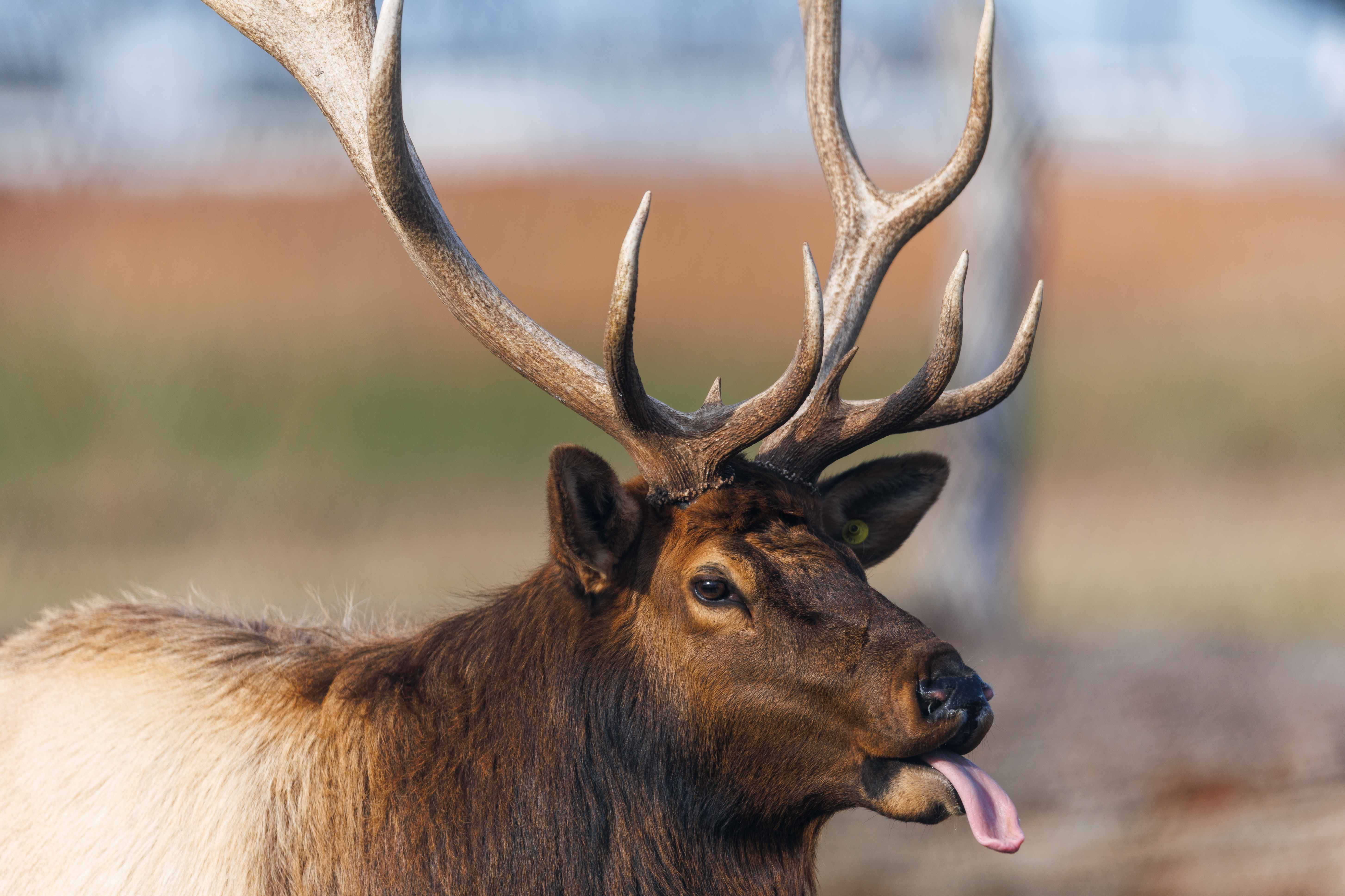 Curious Commonwealth asks: Why is there a herd of elk in North Chesterfield? 2 The Bellwood elk feed on Friday, December 12, 2025 at the Defense Supply Center Richmond in Chesterfield, Virginia.