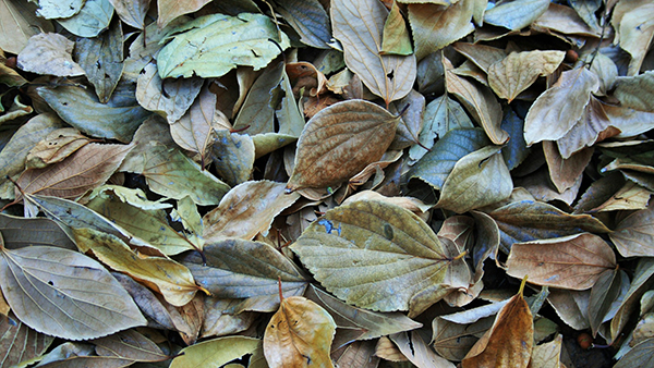 Falling into Winter 6 leaf cover