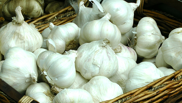 Falling into Winter 1 garlic