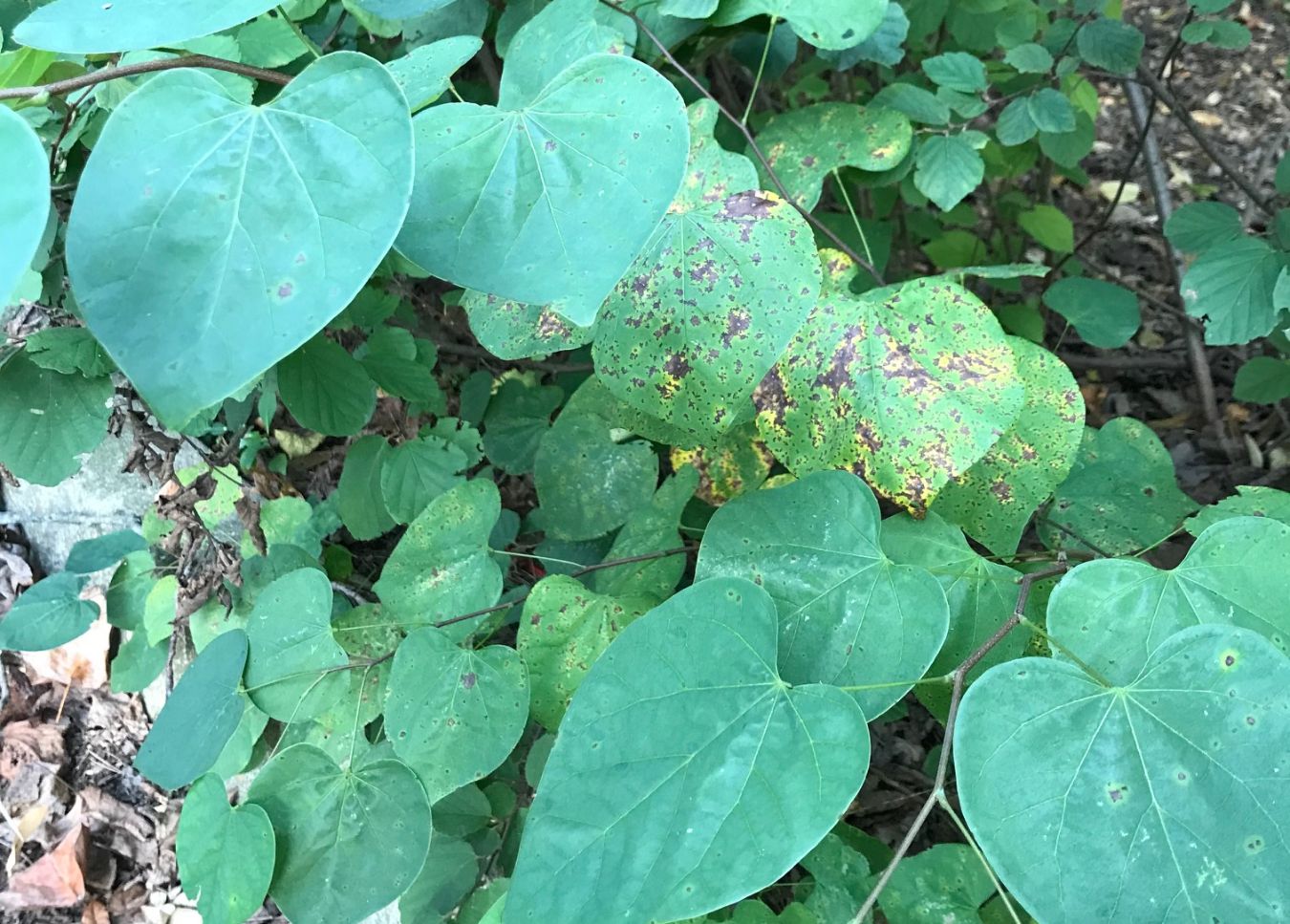 Cool-Weather Plants and First Frost Prep 2 Fall is a great time to remove the invasive plants that have been growing through your shrubs and borders. (Photo: Peggy Singlemann)