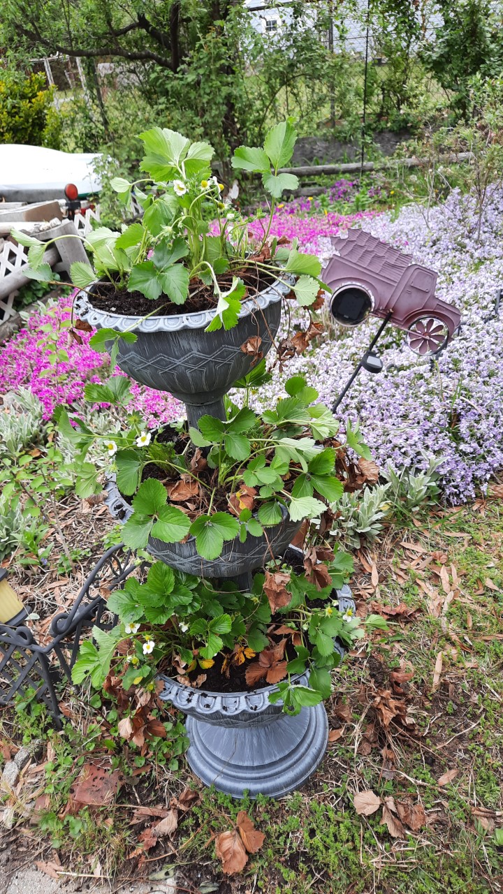 Caring for your strawberries to enlarge your patch 2 thumbnail 20230408 134842