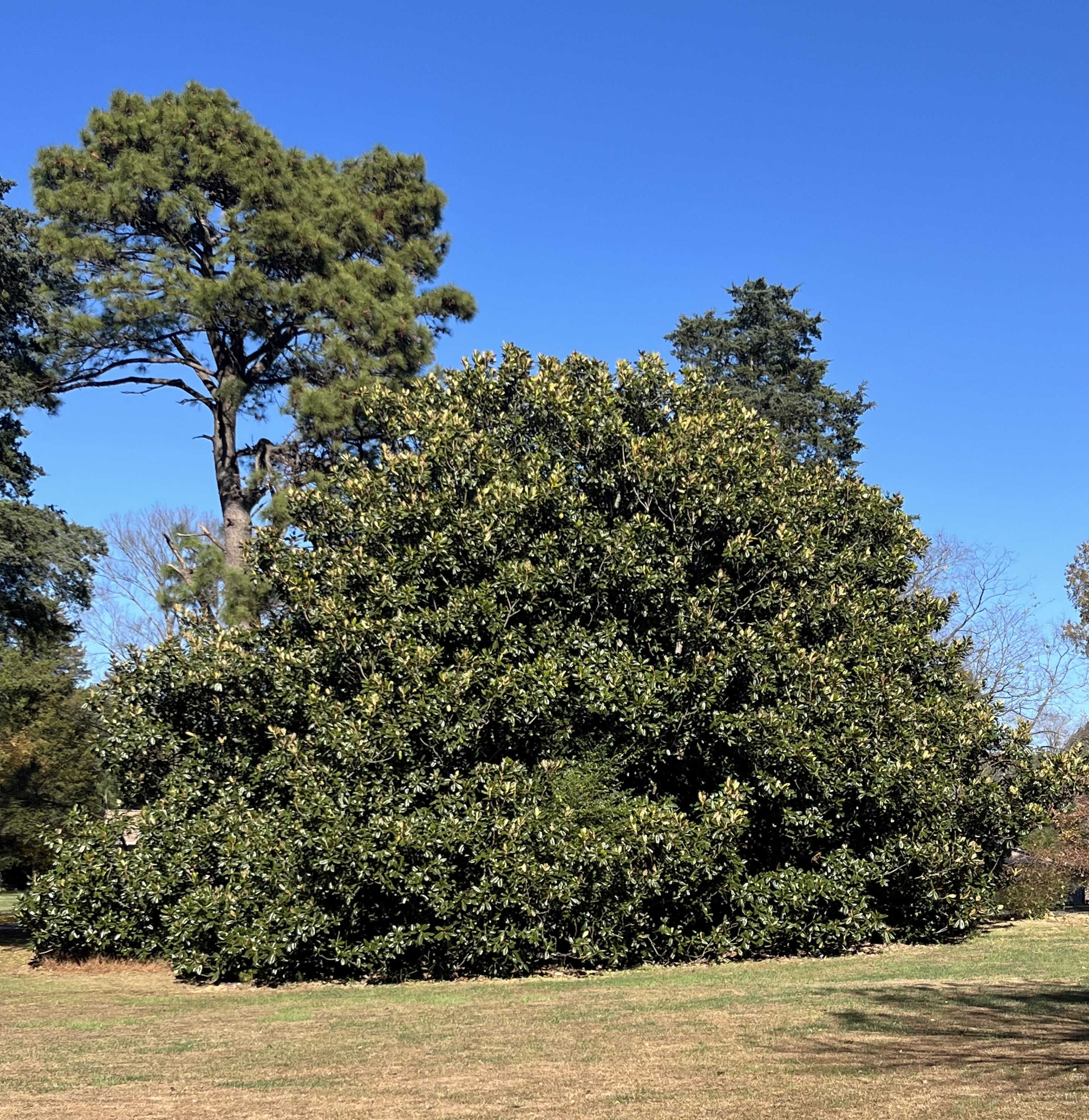 Evergreen Trees Carry the Season 2 so mag full tree