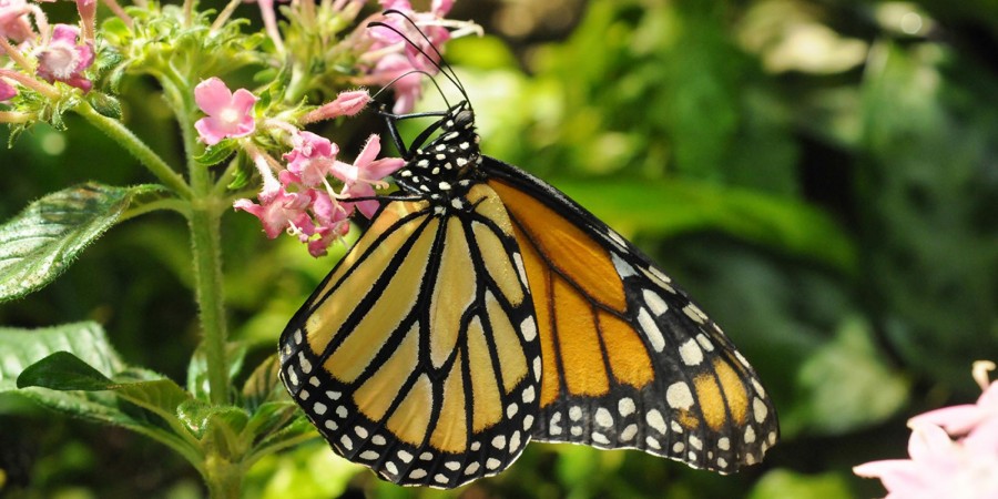 smithsonian butterfly