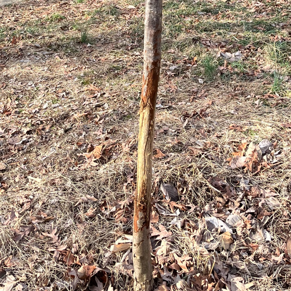 Bumper Crops and Deer Deterrents for Summer 1 Deer rubbings can kill a tree if they scrape off the bark all the way around. (Photo: Peggy Singlemann)