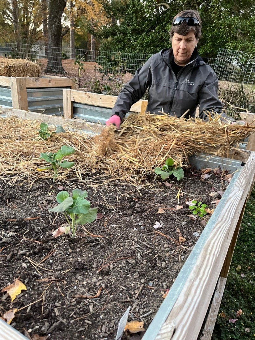 Mulch will protect the soil from wind erosion, enrich it with organic matter and increase soil microbial activity. (Photo: Peggy Singlemann)