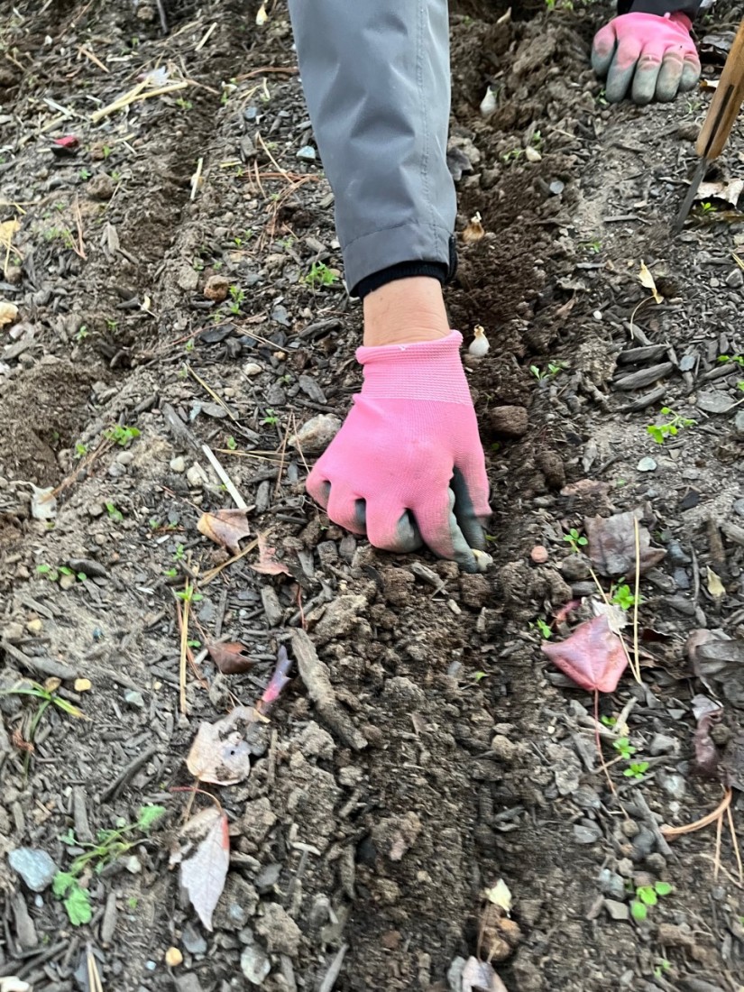 Waiting until the soil cools will promote root growth now and green shot growth in the spring. (Photo: Peggy Singlemann)