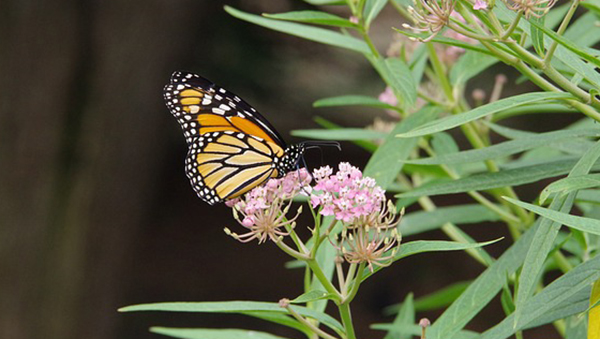 Falling into Winter 2 milkweed