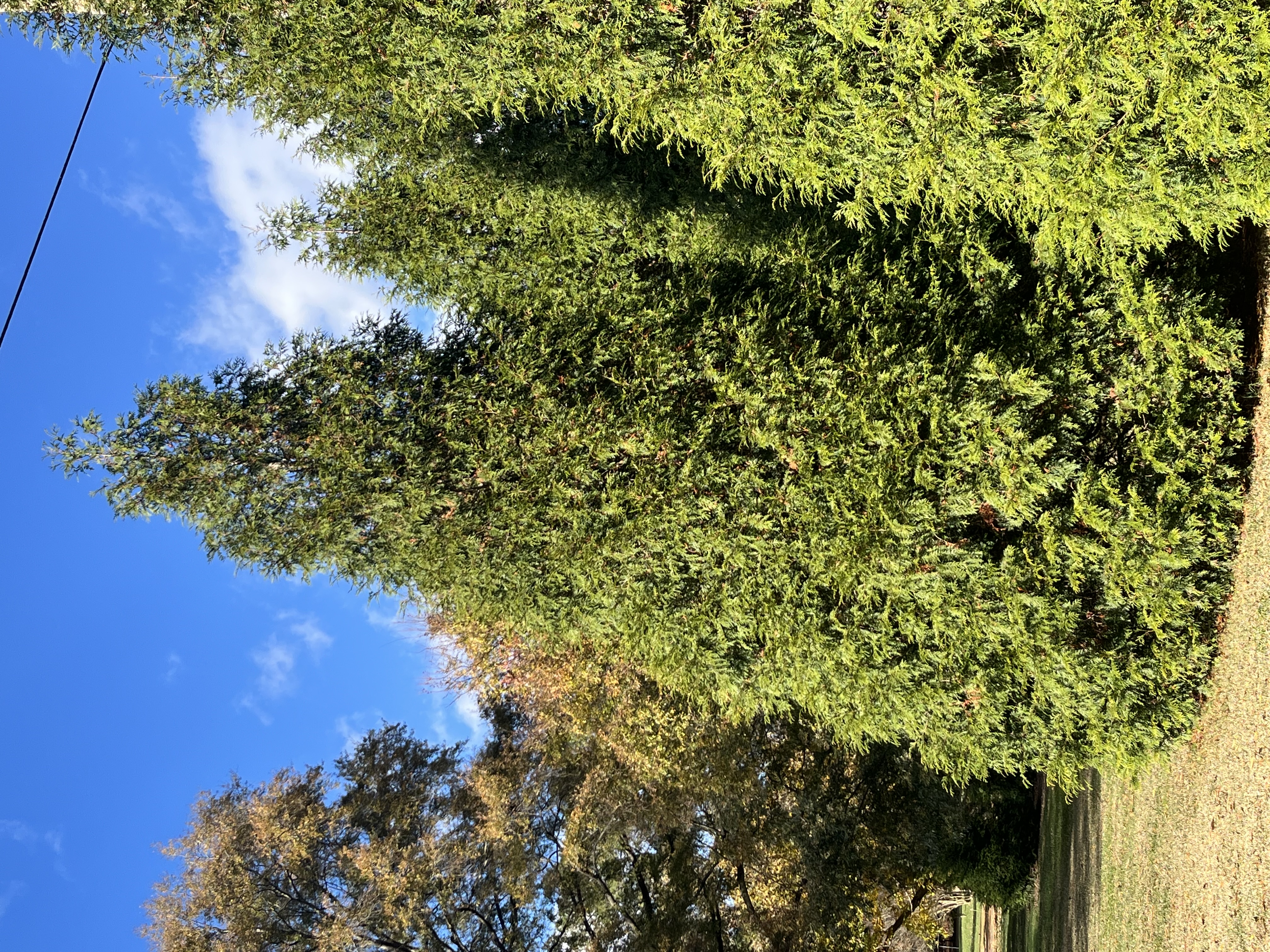Evergreen Trees Carry the Season 1 american arborvitae mature