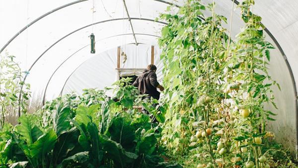 Falling into Winter 5 cold frame