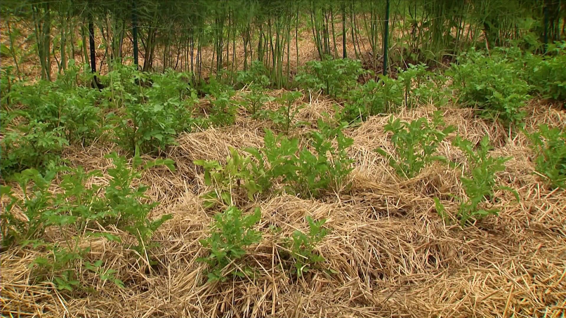 Regenerative Growing