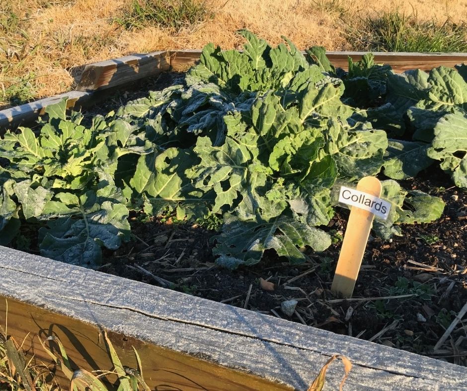 Winter Root Vegetables, Greens, and Flower Bulbs 1 Even in the cold months, you can grow collard and kale greens, carrots and other root vegetables. (Photo: Peggy Singlemann)