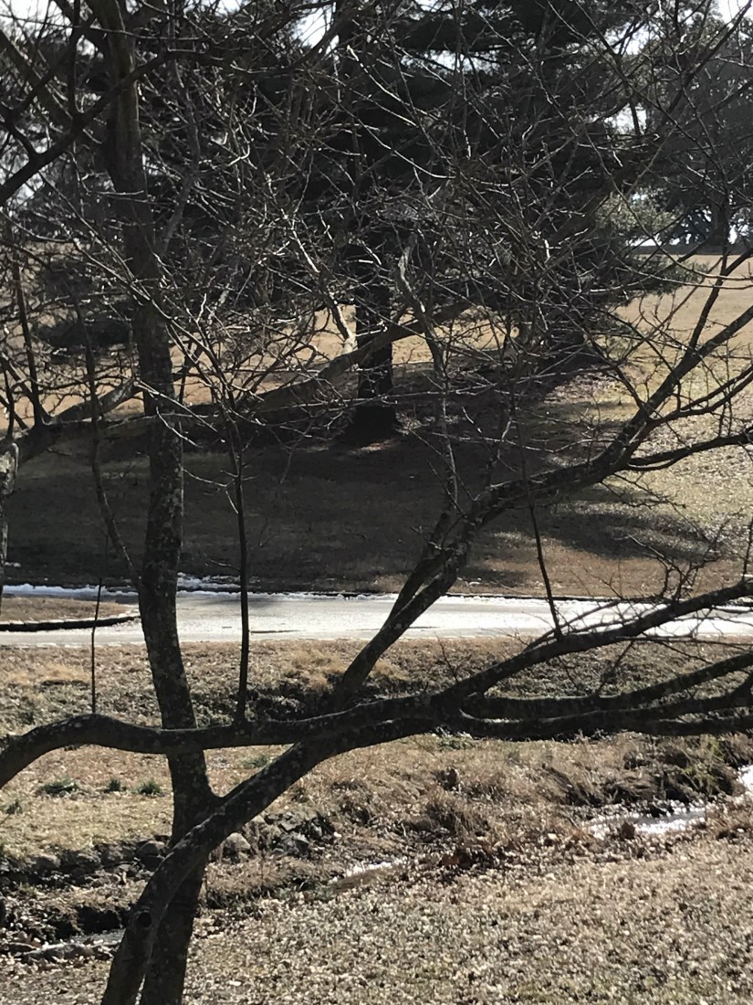 Prune, Sow and Compost - Spring is Almost Here! 2 Removing the vertical water sprouts and suckers is easiest to do when the trees are still bare. (Photo: Peggy Singlemann)