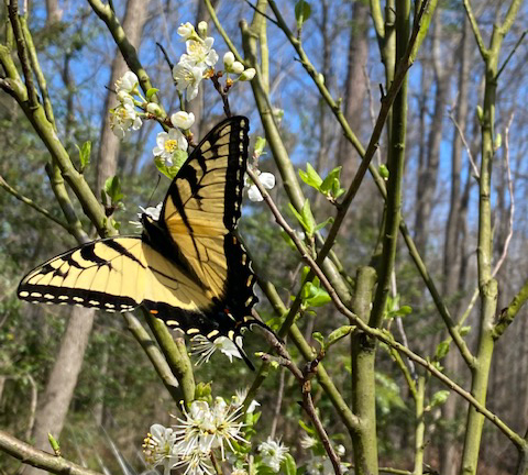 Local mom creates a pollinator garden to control the quality of food for her family 2 A swallowtail butterfly pollinating Smith's Damson plum tree in early spring.