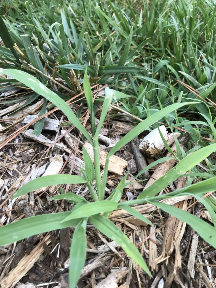 Managing Summer Pests and Planning for Fall 3 To reduce crabgrass in the garden, pull it before it sets seeds. (Photo: Peggy Singlemann)