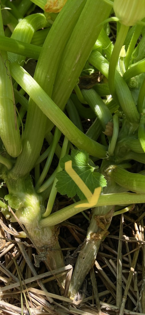 Bumper Crops and Deer Deterrents for Summer 4 Squash borers enter through the vine, look for the frass, or poop, from the boring insect larvae. (Photo: Peggy Singlemann)