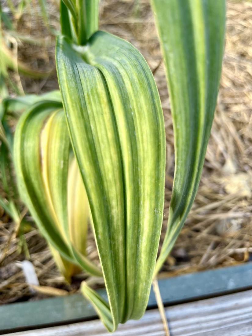 Planting Cole Crops and Garlic 2 Yellow Striping on Garlic leaves is a symptom of a potyvirus. (Photo: Peggy Singlemann)