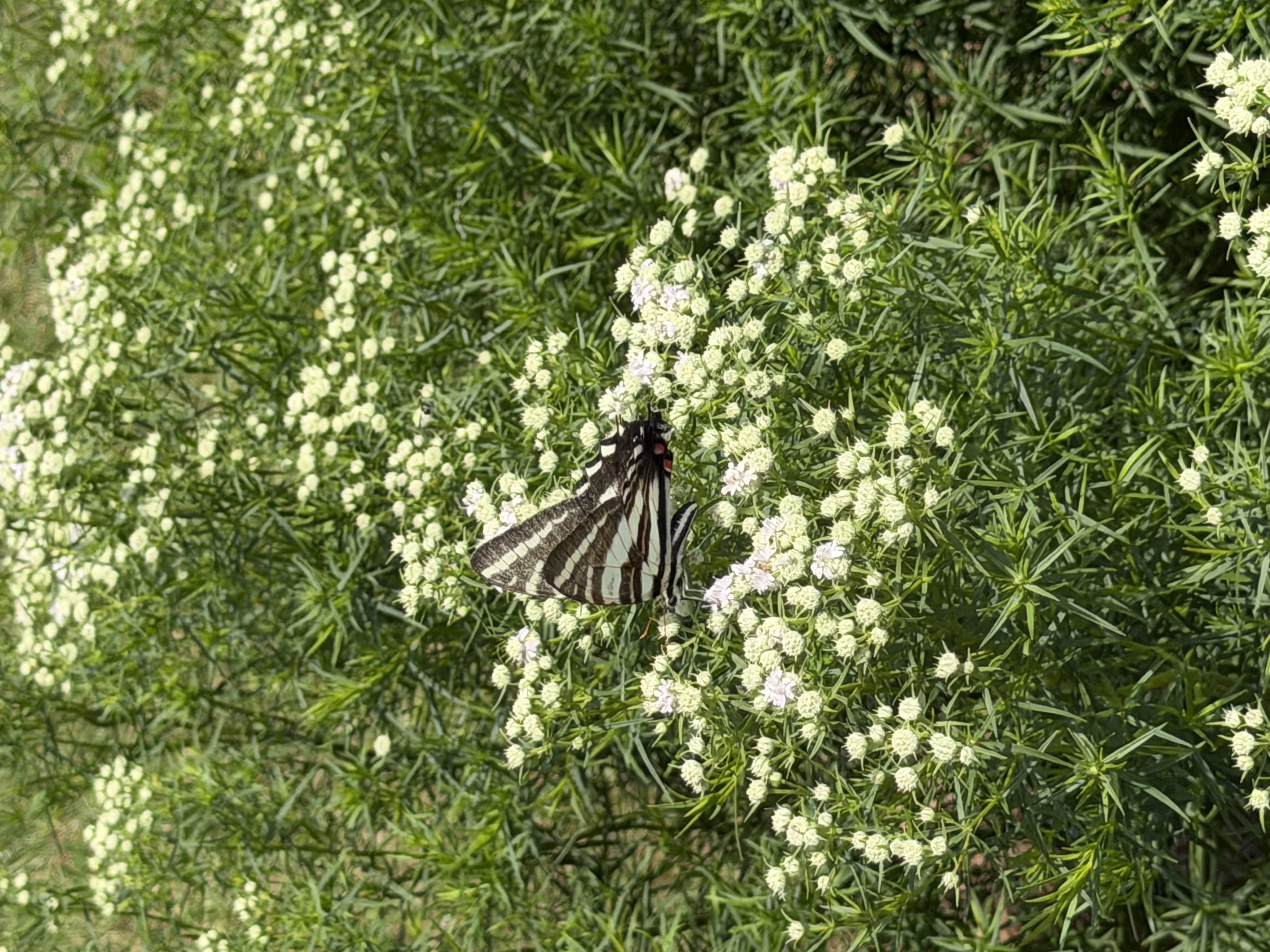 Plants Rabbits Ignore in my Garden 1 narrowleaf mint