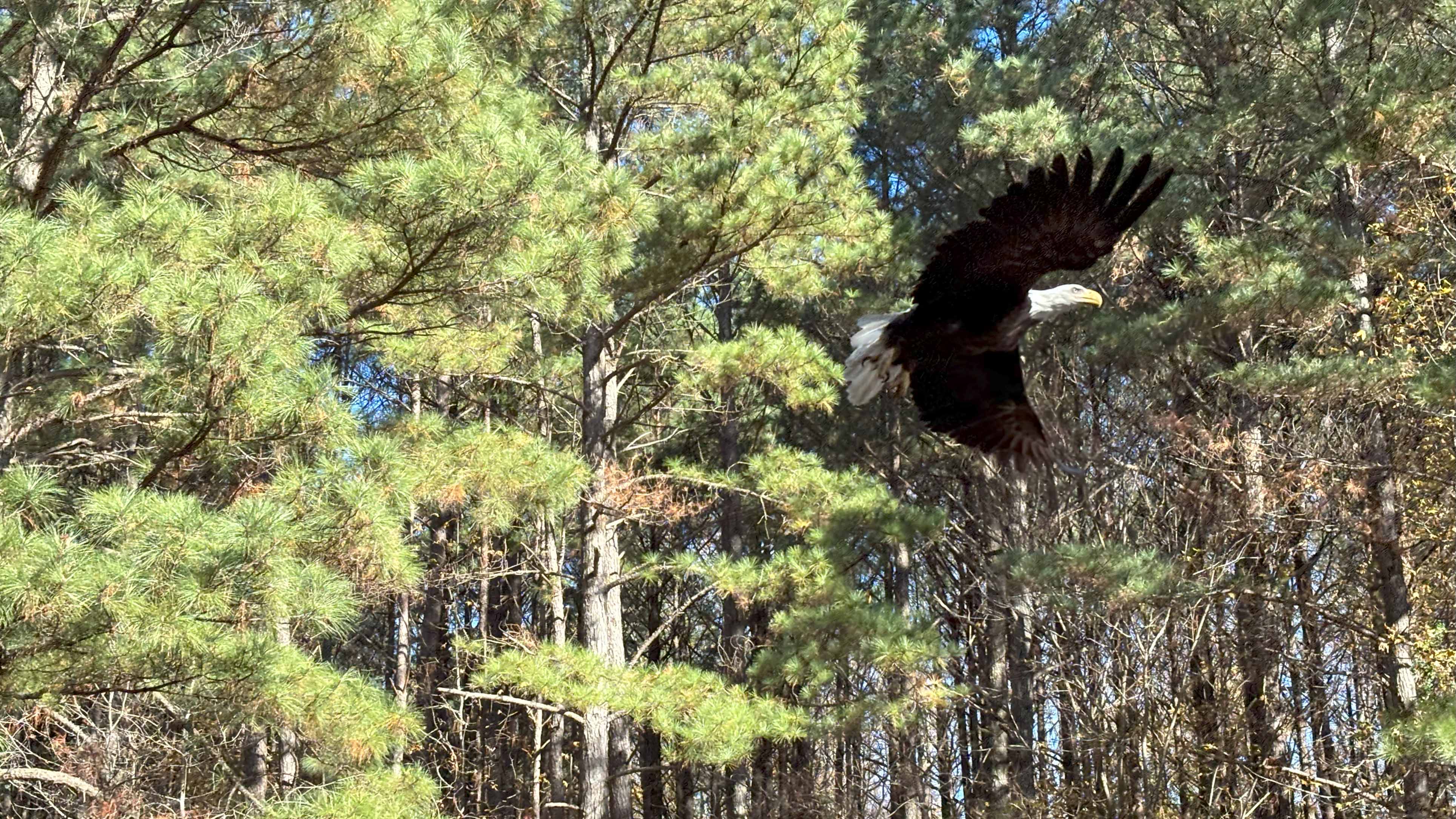 Healed bald eagle released in Chesapeake 1 The rehabilitated bald eagle soars over Oak Grove Lake Park in Chesapeake.