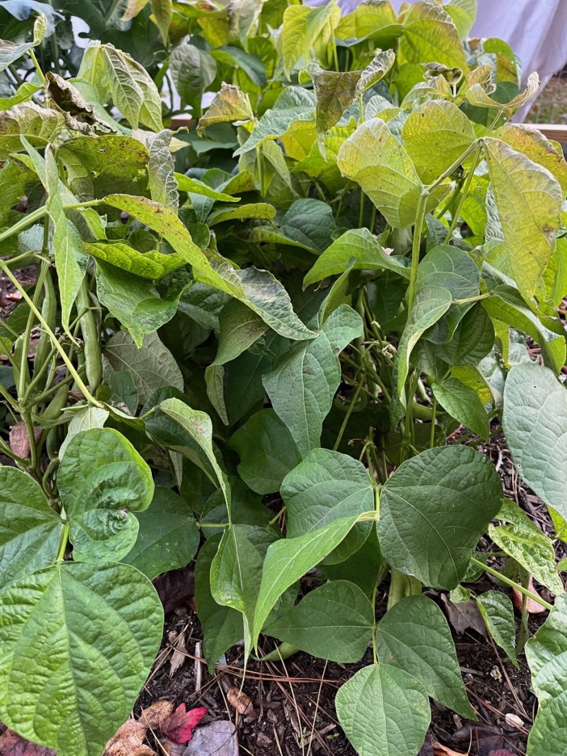These vegetables are protected with season extenders on nights frost is predicted. (Photo: Peggy Singlemann)
