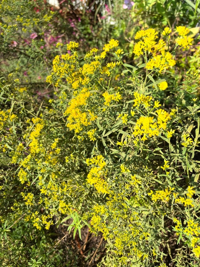 Cool Weather Vegetables, Fall Lawn Care, and Houseplants 3 An early fall blooming drought tolerant perennial is Euthamia graminifolia, Grass-leaved Goldenrod. (Photo: Peggy Singlemann)