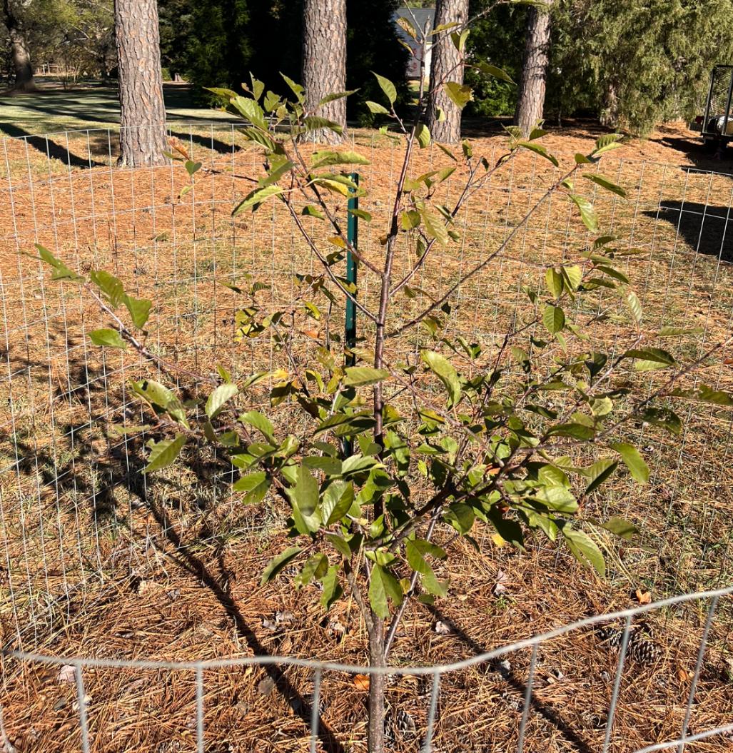 With prolonged warm weather some trees retain their leaves longer than usual. The leaves typically die on the tree when cold weather arrives.&nbsp;(Photo by: Peggy Singlemann)