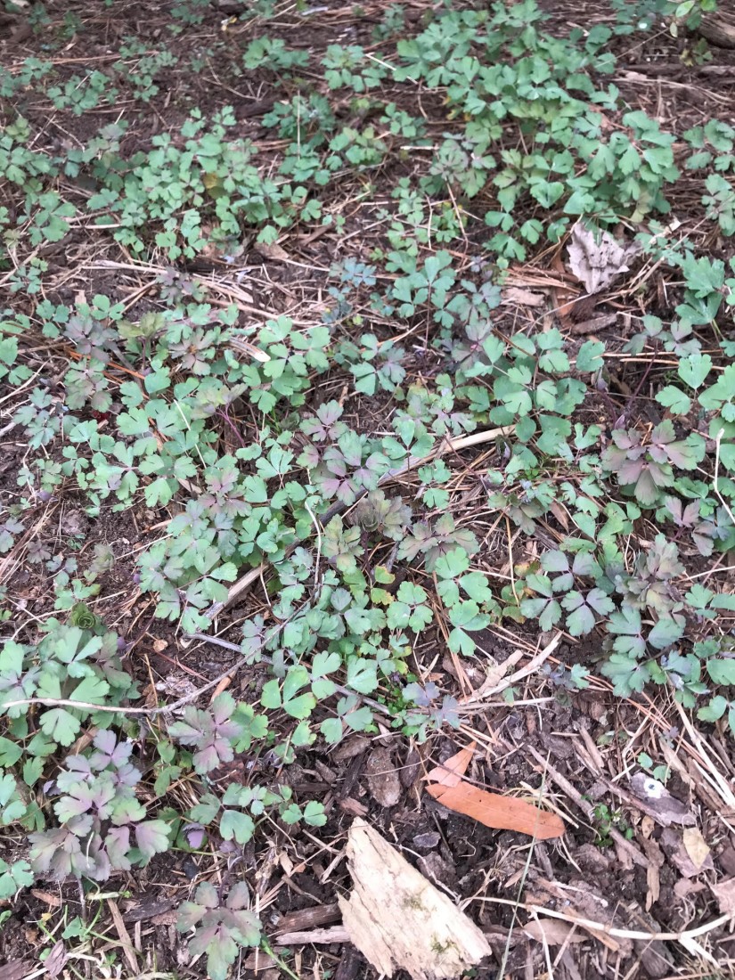 Spring is Officially Here, and so is Frost 2 Native Columbine is beginning to grow this time of year. (Photo: Peggy Singlemann)