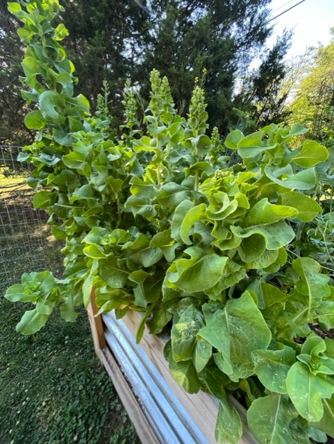 It's officially summer — what does your garden need? 3 Cut away bolted spring greens to free up space for other vegetables such as bush beans. (Photo: Peggy Singlemann)