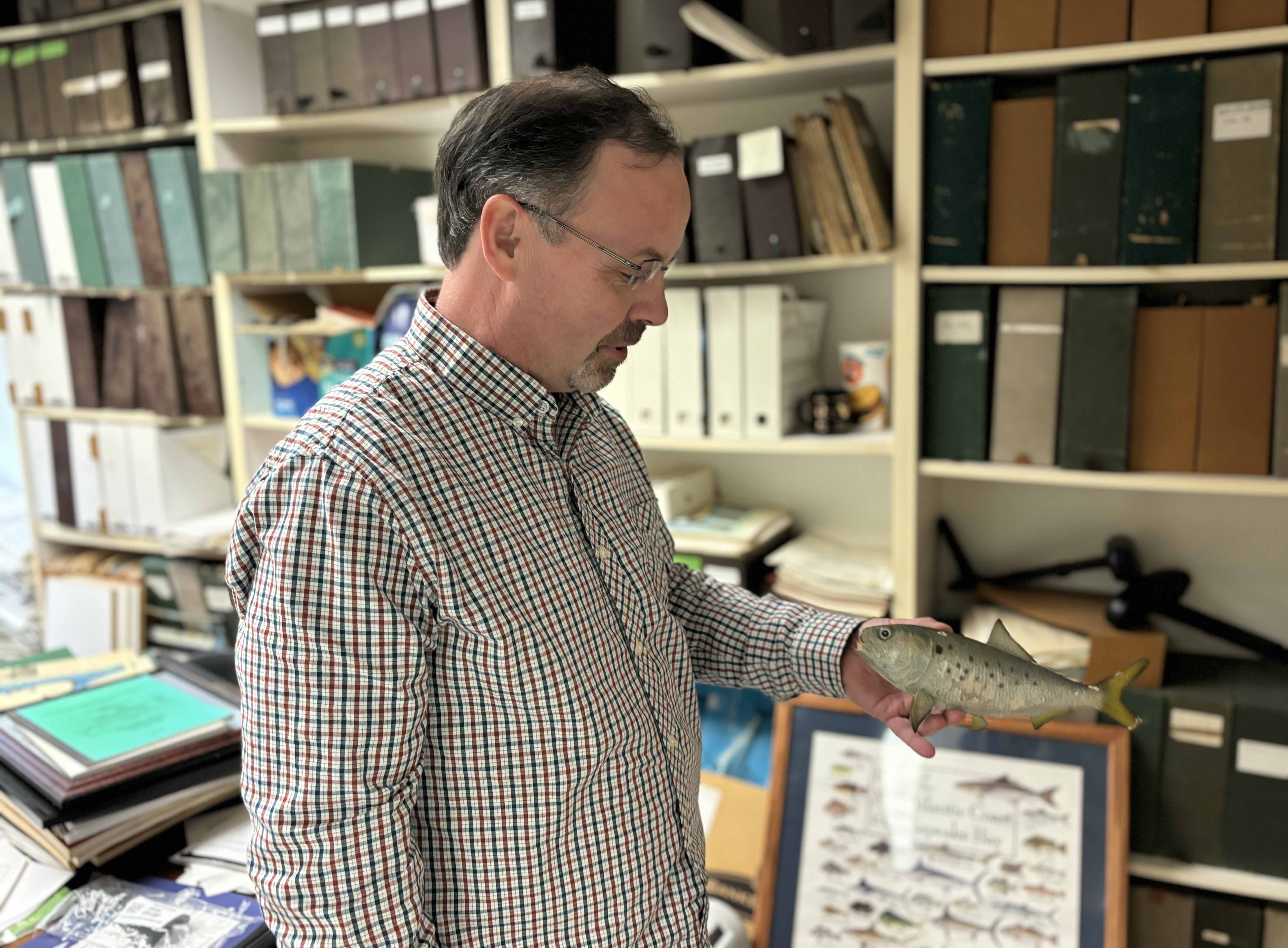 With no Bay menhaden study coming, population debates persist 4 Professor Rob Latour holds a menhaden replica in his Gloucester Point office at the Virginia Institute of Marine Science.