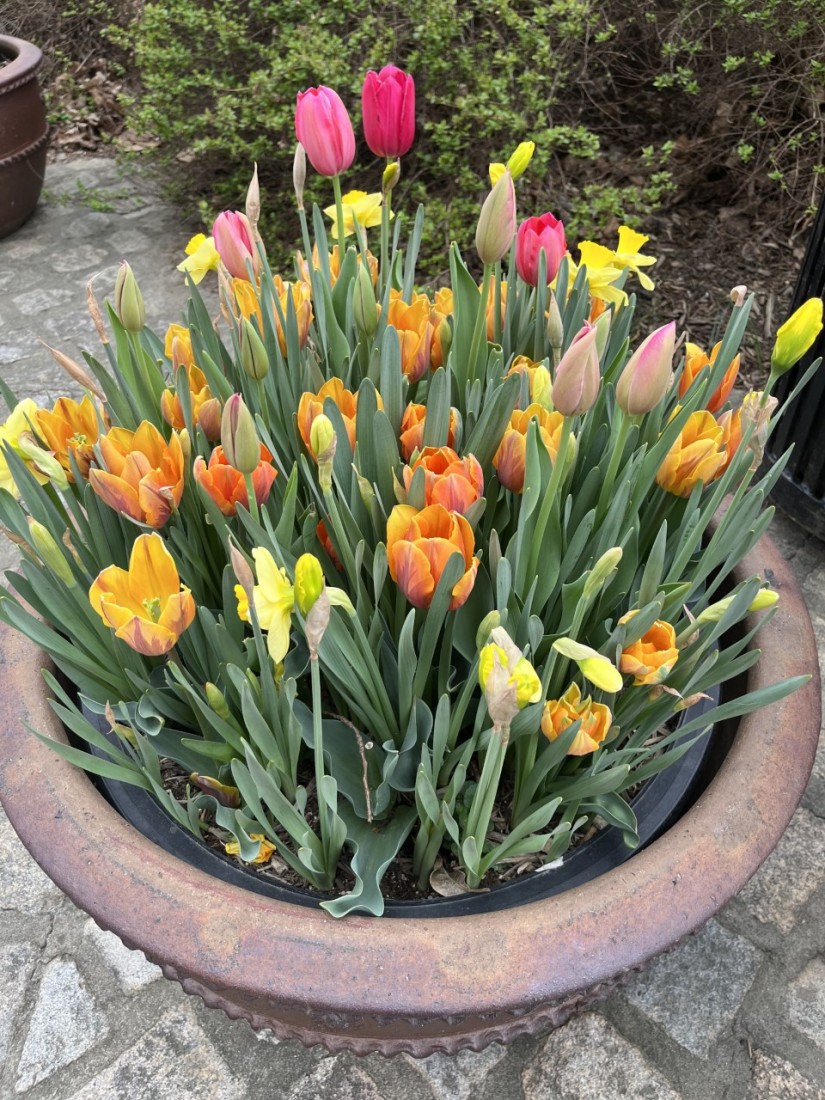 May brings gardening into full swing 2 After the blossoms have faded allow the bulb foliage to die back naturally. (Photo: Peggy Singlemann)
