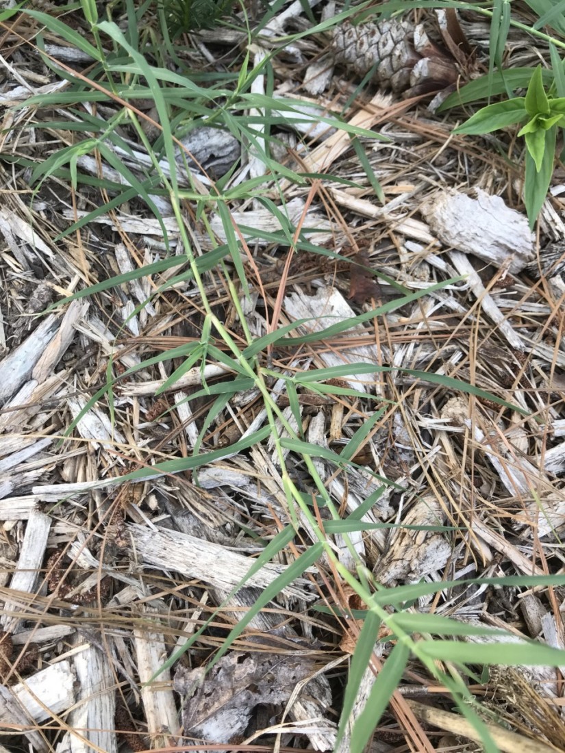 Managing Summer Pests and Planning for Fall 4 Bermuda grass grows like a vine along the ground. (Photo: Peggy Singlemann)