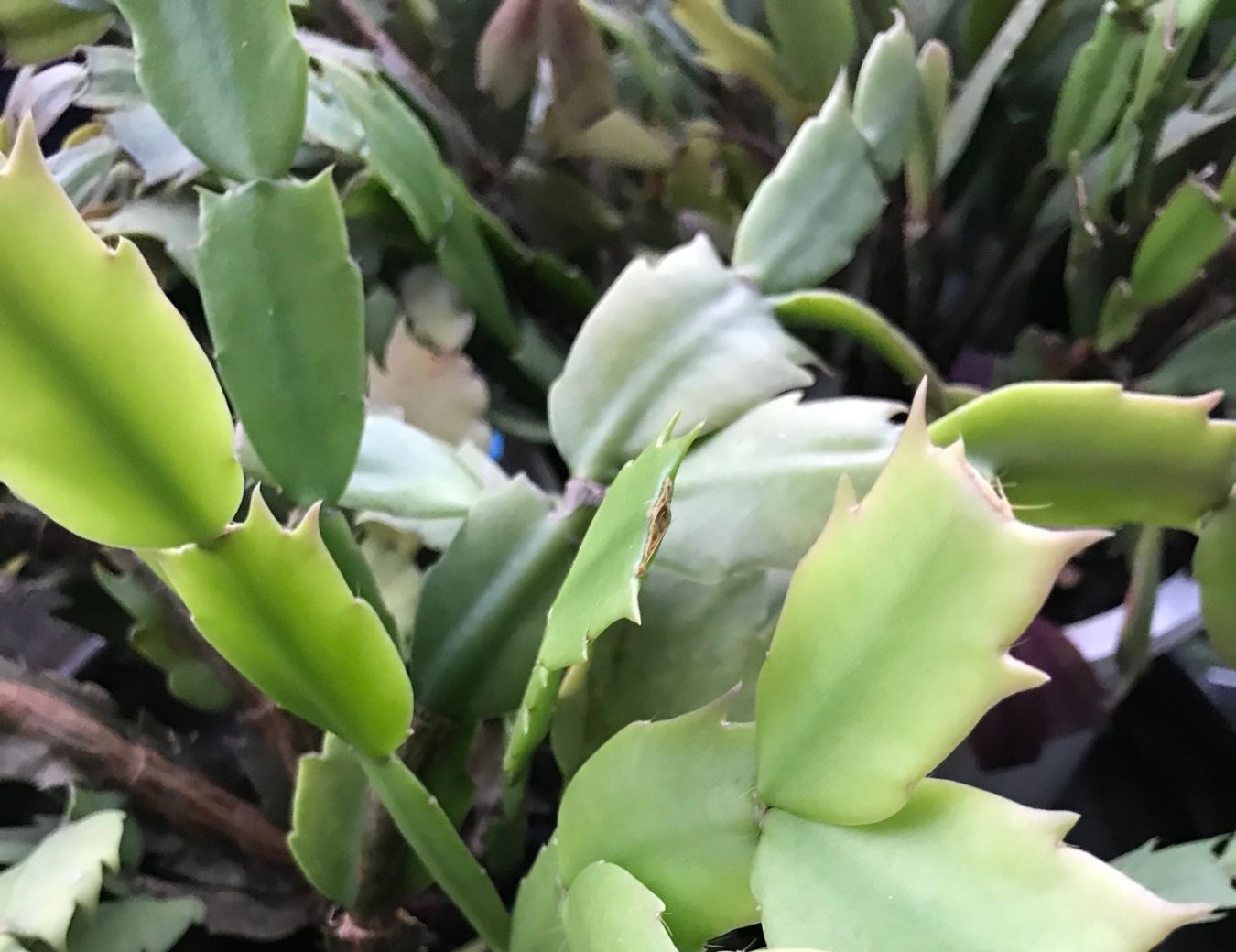 Cool-Weather Plants and First Frost Prep 4 Christmas cactus flower buds form in response to day length. (Photo: Peggy Singlemann)