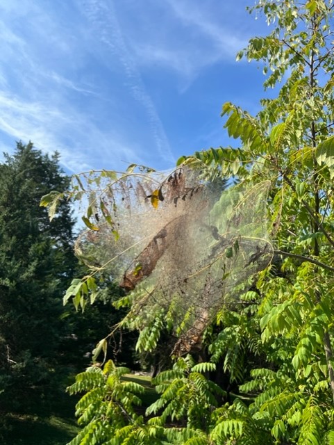 The days are getting shorter, but we're still busy in the garden! 3 The webbing of Fall Webworm nests are easy to spy. While they look menacing, the trees are typically fine since leaf drop is approaching. (Photo: Peggy Singlemann)