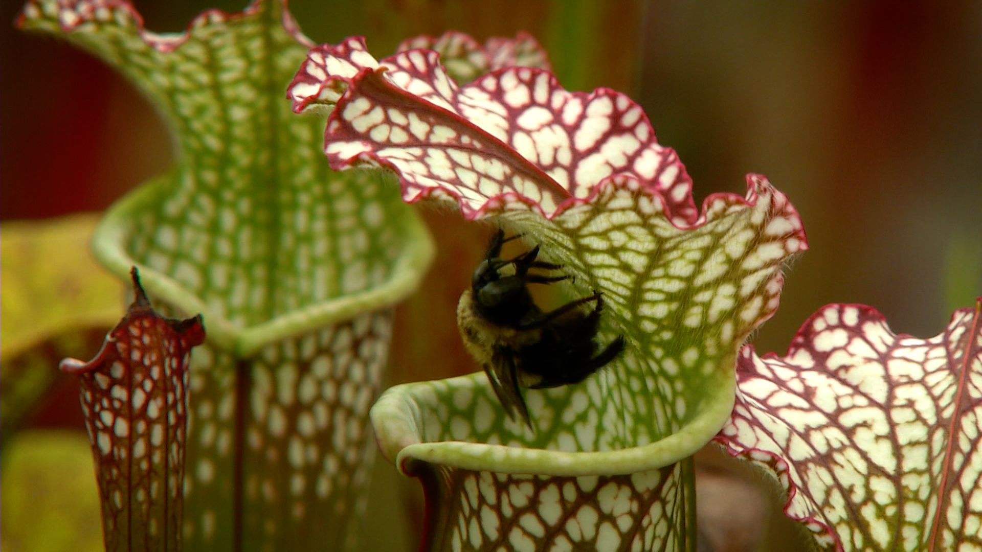 Explore the world of deadly plants