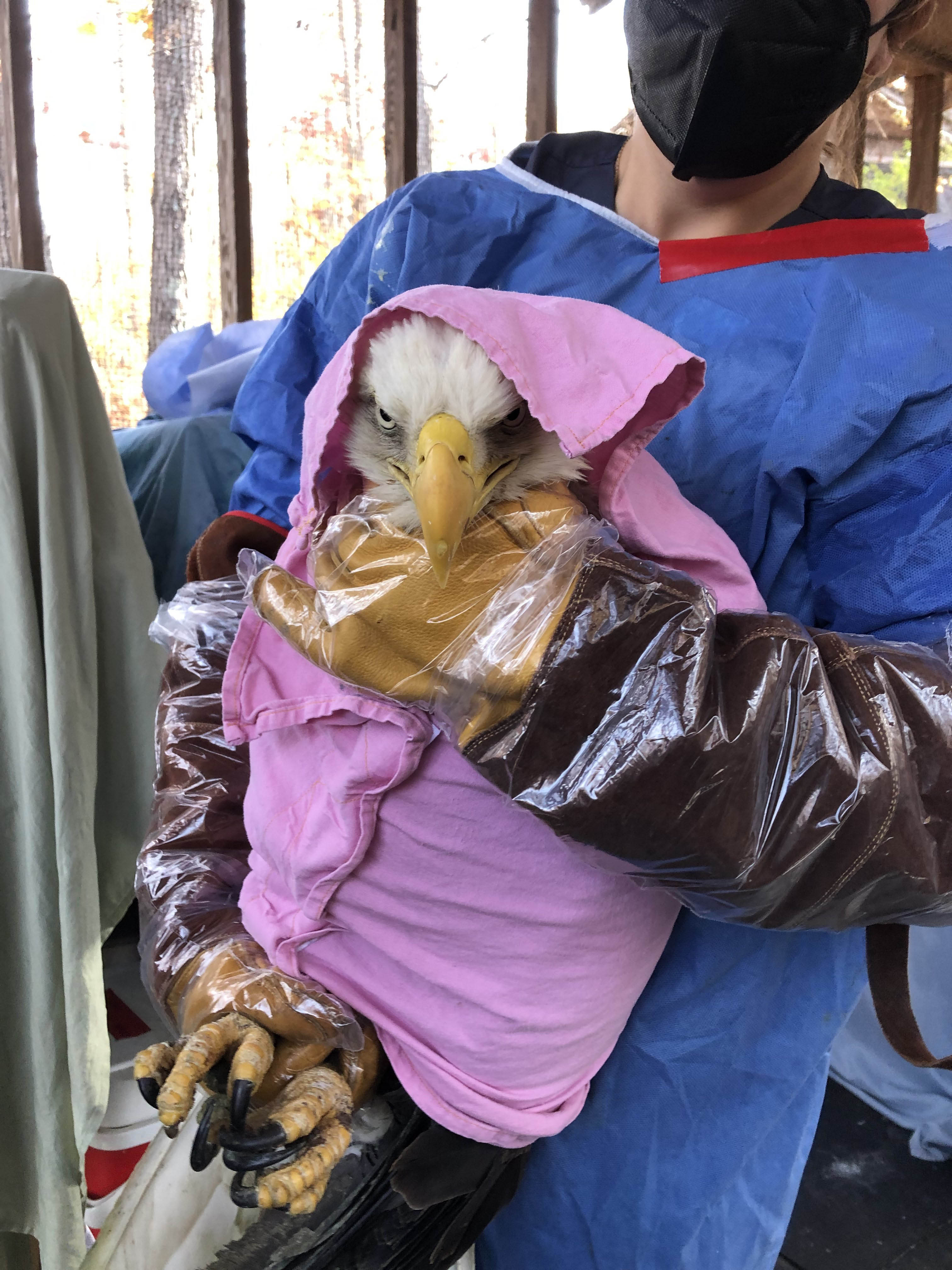Healed bald eagle released in Chesapeake 2 eagle3