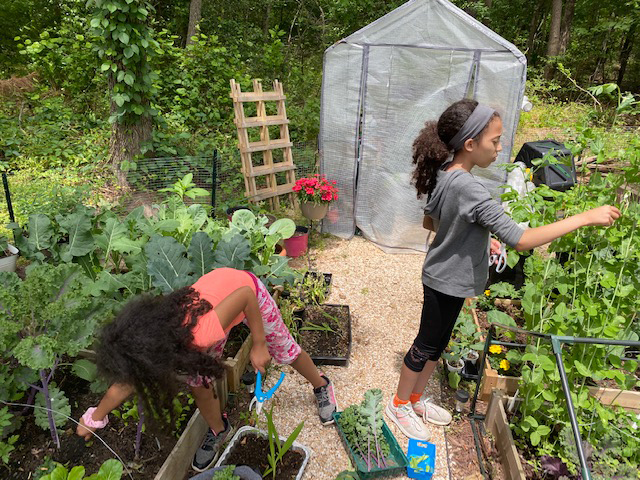 Local mom creates a pollinator garden to control the quality of food for her family 3 Kendall, 12, and Kassidy, 9, help out in the spring garden, harvesting kale and snap peas.