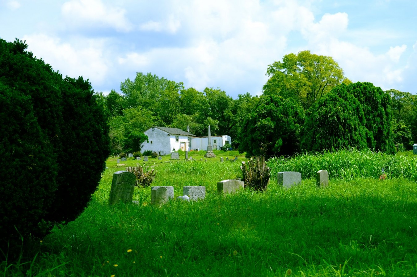 Much of Woodland's 30 acres are hidden under thick overgrowth. (Photo: Jakob Cordes/VPM)