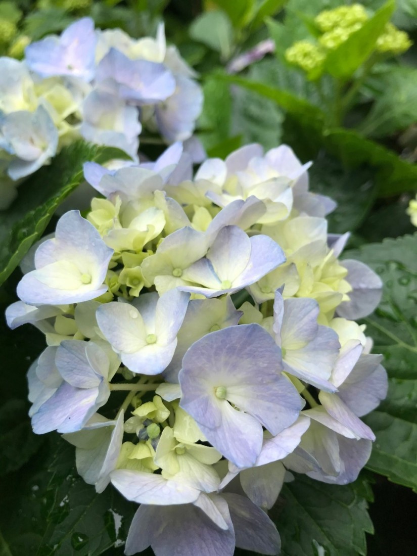 Mid-Summer Deadheading, Fertilizing and Season-Long Color 3 This blue-blooming Hydrangea macrophylla is growing in more acidic soil, which allows the aluminum in the soil to bind and create a blue color. (Photo: Peggy Singlemann)