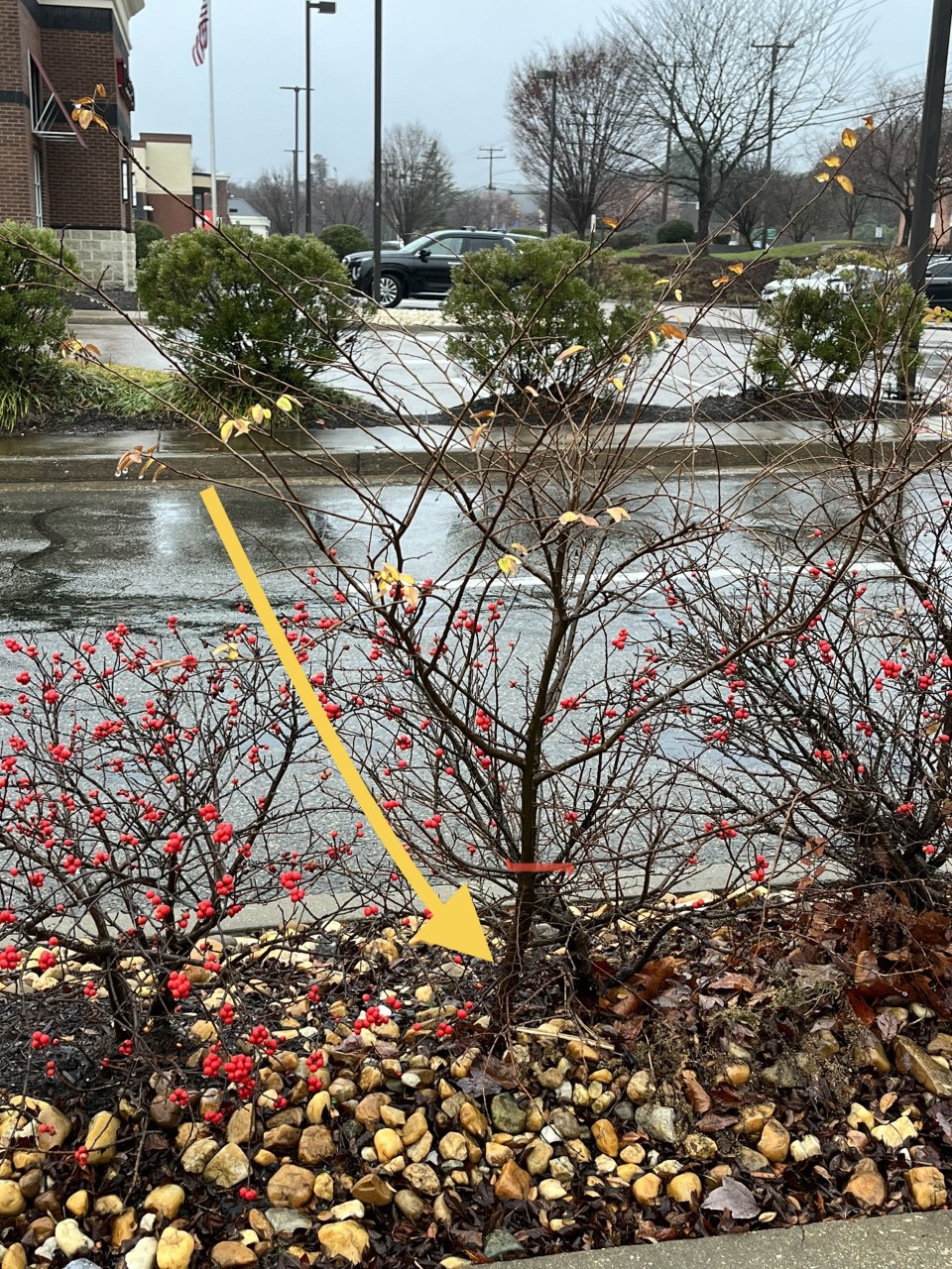 The Crape Myrtle is growing in a bed of Winterberry Hollies.&nbsp;Winter is the perfect time to remove unwanted volunteer plants from the landscape.