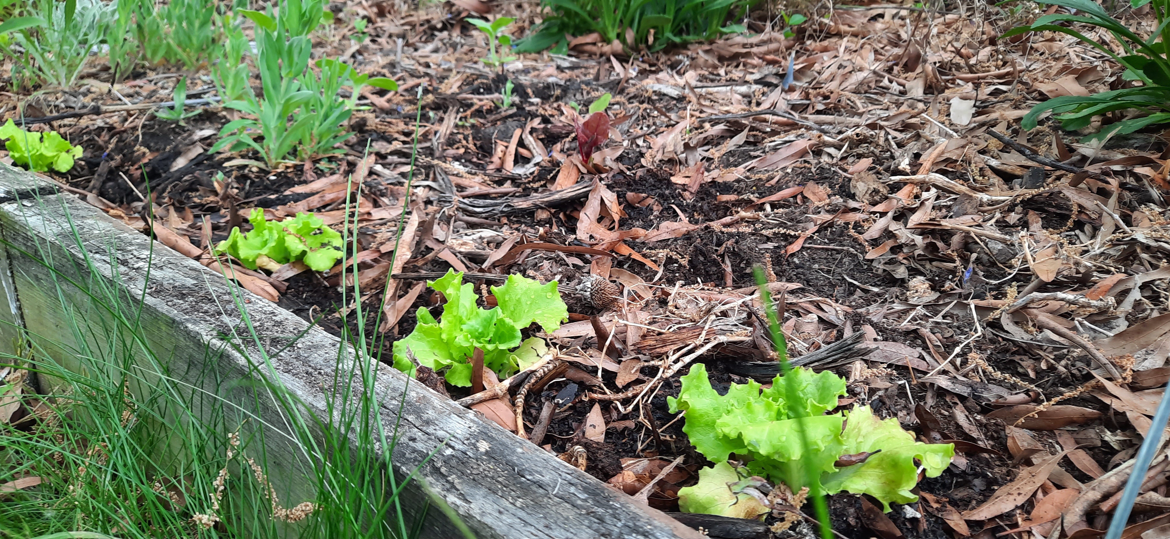 Incorporating Edible Plants Into Your Established Landscape 1 1000032822