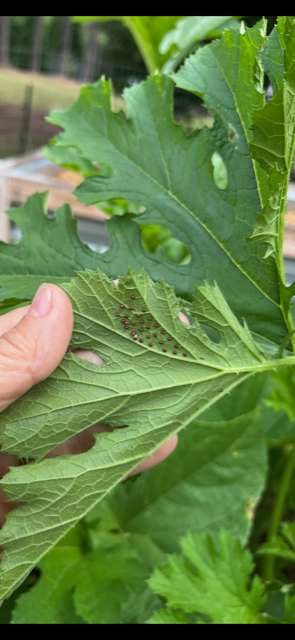 Bumper Crops and Deer Deterrents for Summer 5 Squash bug egg masses are found in the V’s of leaf veins, and on leaf petioles. (Photo; Peggy Singlemann)
