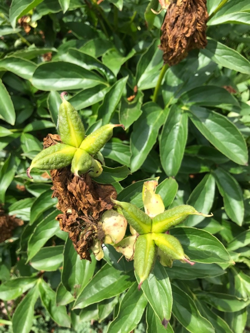 Mid-Summer Deadheading, Fertilizing and Season-Long Color 2 "Deadheading" is not just cutting off the flower bud, but moving down the stem and cutting above the first large full leaf. (Photo: Peggy Singlemann)