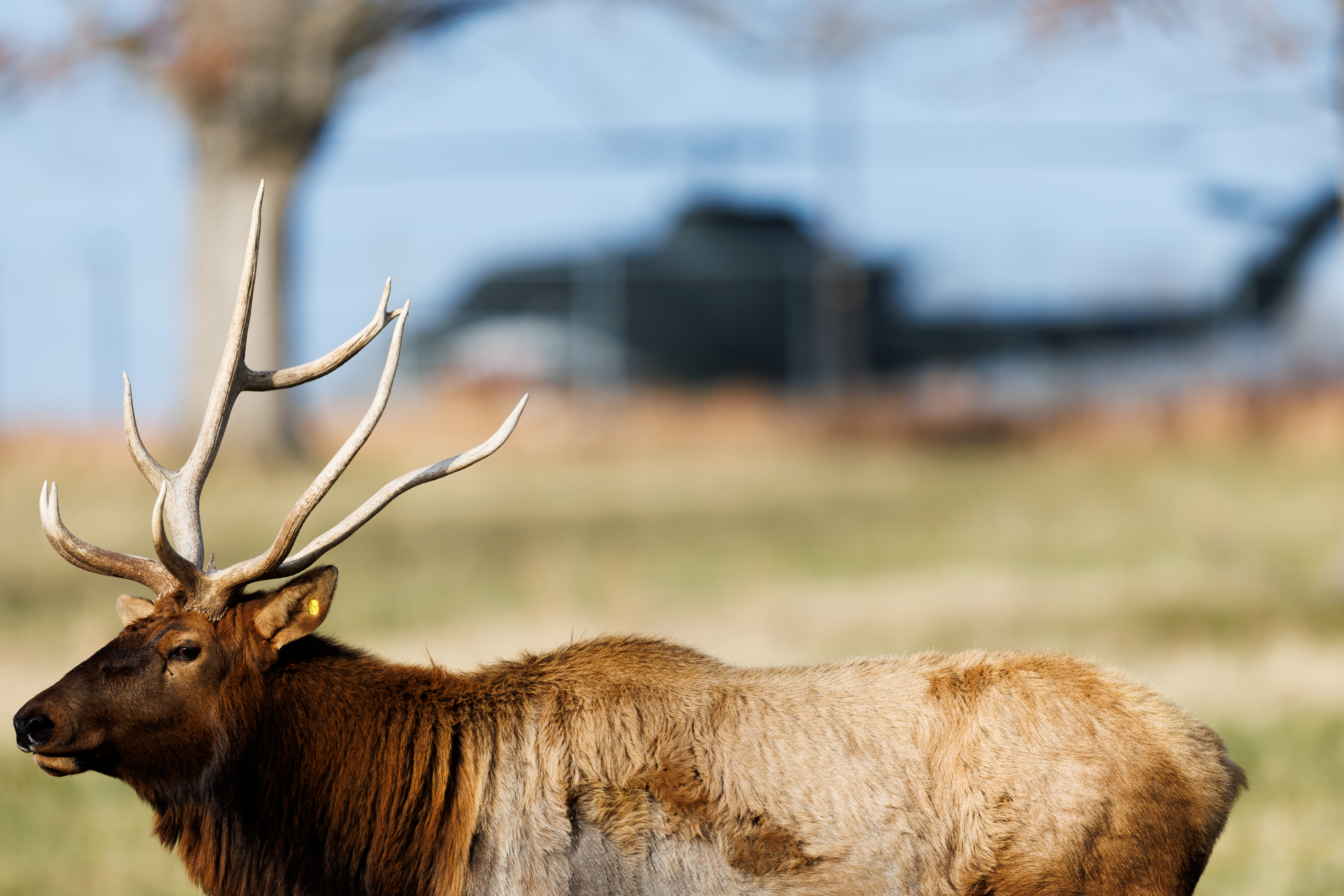 Curious Commonwealth asks: Why is there a herd of elk in North Chesterfield? 1 The Bellwood elk feed on Friday, December 12, 2025 at the Defense Supply Center Richmond in Chesterfield, Virginia.