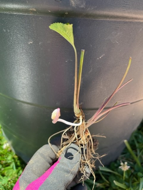 It's officially summer — what does your garden need? 7 Underground buds produce an abundance of seeds. They are the secret weapon of survival for violets. (Photo: Peggy Singlemann)