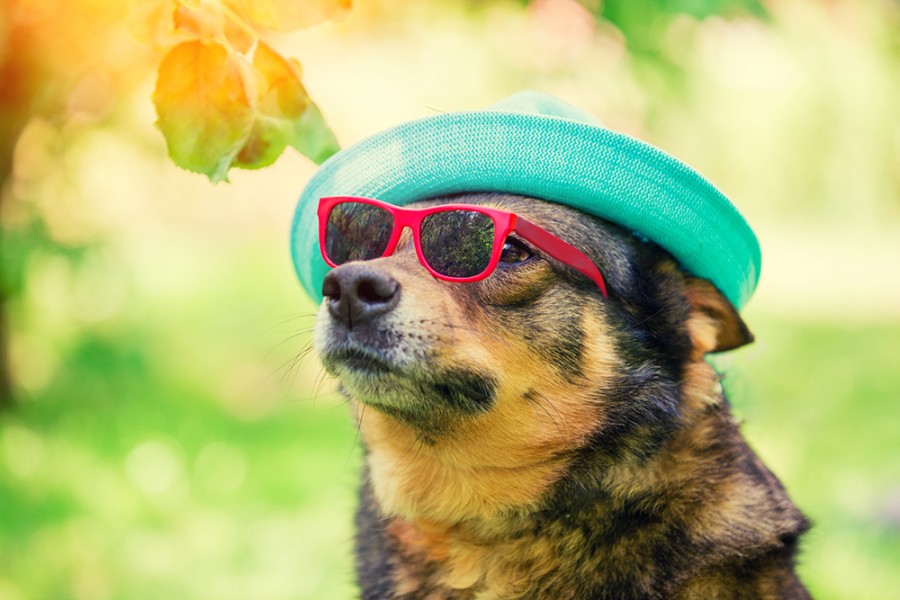Artsline - Summer Music, Gardens, and Theatre in the RVA! 1 dog in hat