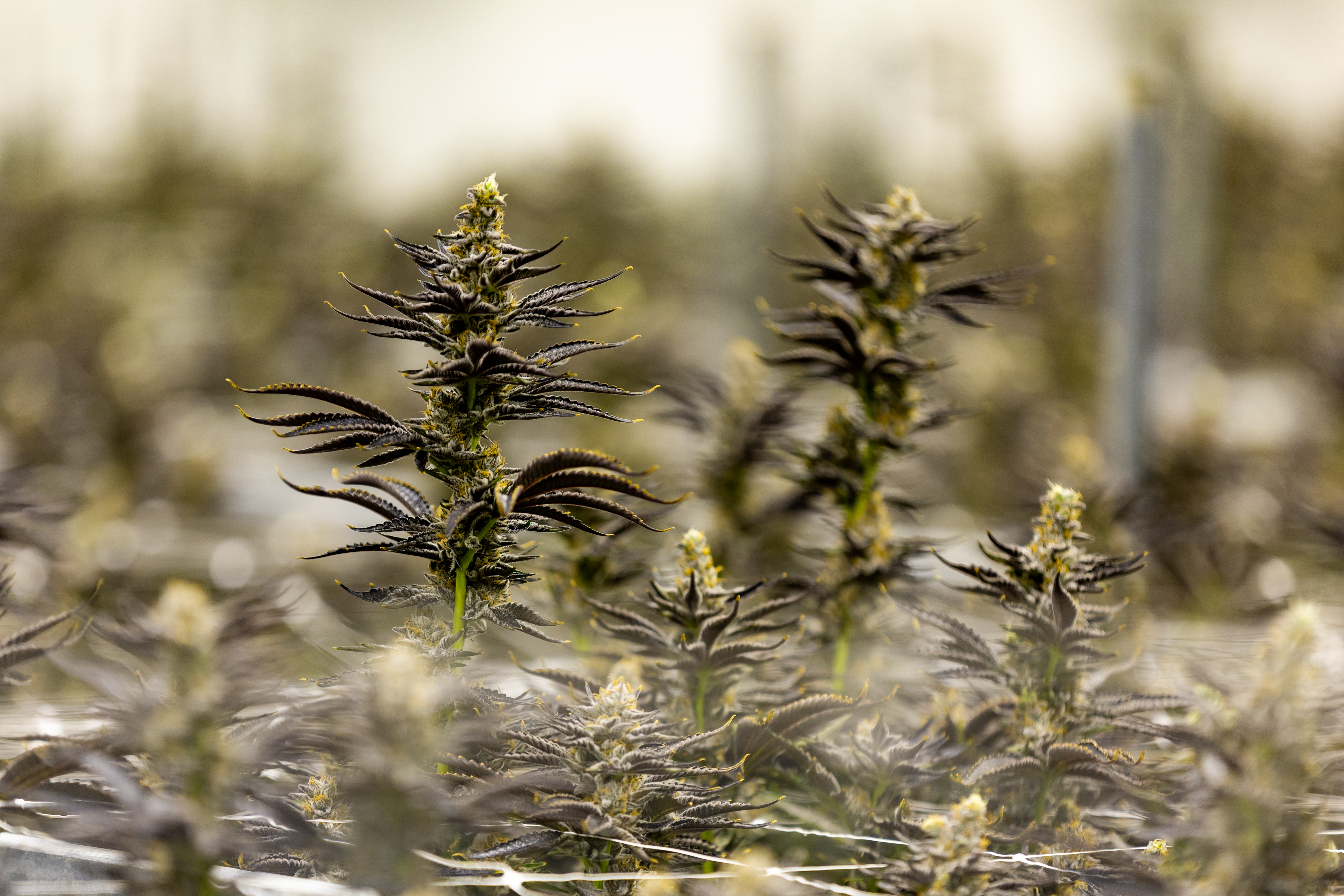 Retail cannabis market appears set to finally hit Virginia in 2026