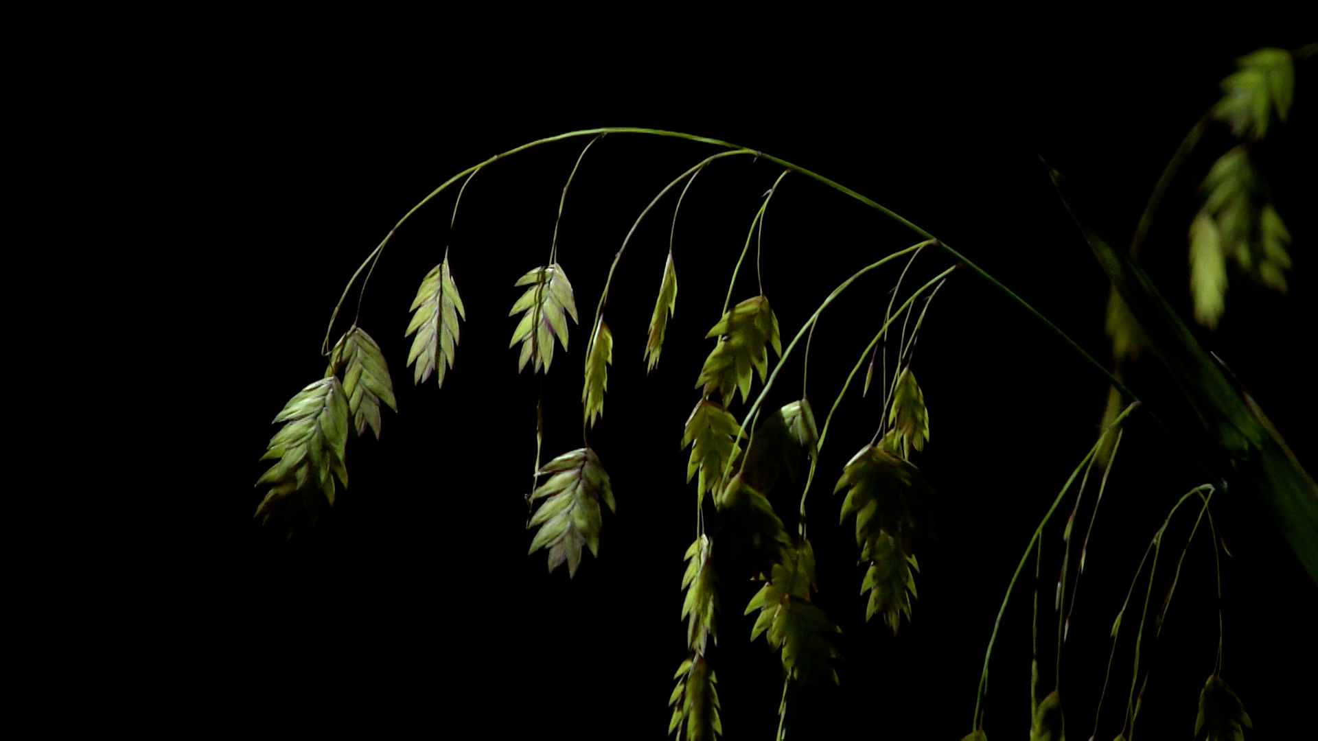 Explore the garden after dark!