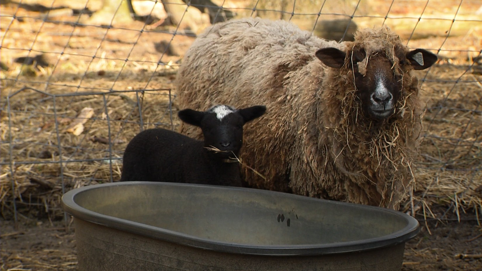 Virginia Home Grown Launches New Season March 30 1 The wool from Wandering Cow Farm is dyed with all natural materials grown in their own gardens. (Photo: Bryant Dameron)