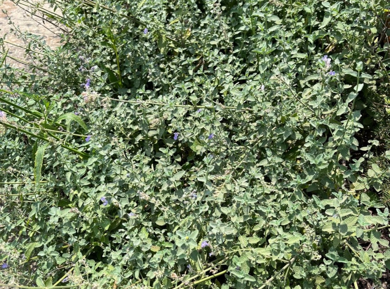 Bumper Crops and Deer Deterrents for Summer 3 Cutting back Catmint, Nepeta, midsummer promotes new growth which brings another wave of blooms. (Photo: Peggy Singlemann)