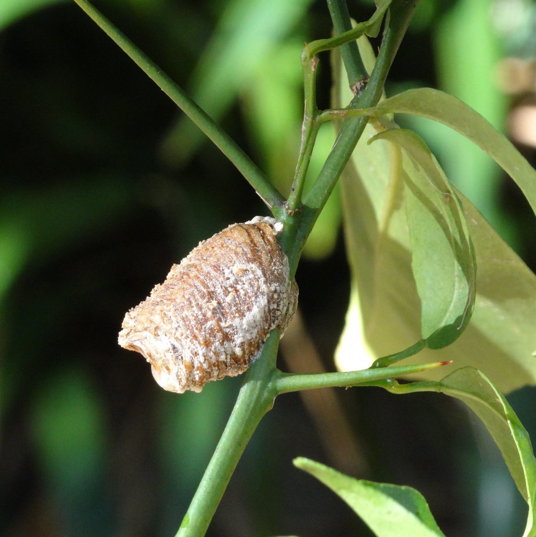 Prune, Sow and Compost - Spring is Almost Here! 1 Praying mantises are carnivores - they will not eat your plants, preferring to hunt the insects that try to eat your plants. (Photo: Flickr)