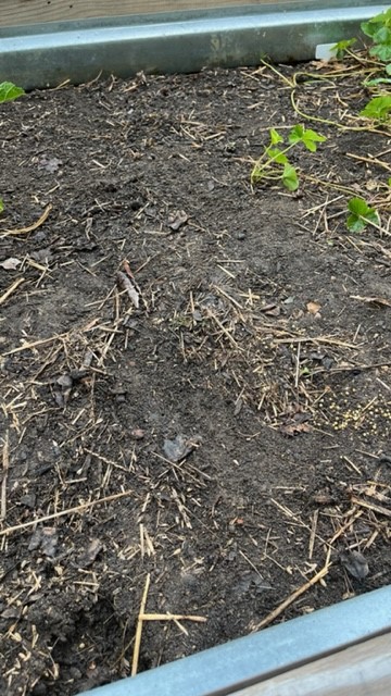 The days are getting shorter, but we're still busy in the garden! 2 After removing the infested plants, it’s best to follow through by removing all debris from atop the soil to control squash bugs. (Photo: Peggy Singlemann)
